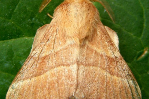 Proszek kokonu. Co to jest motyl?